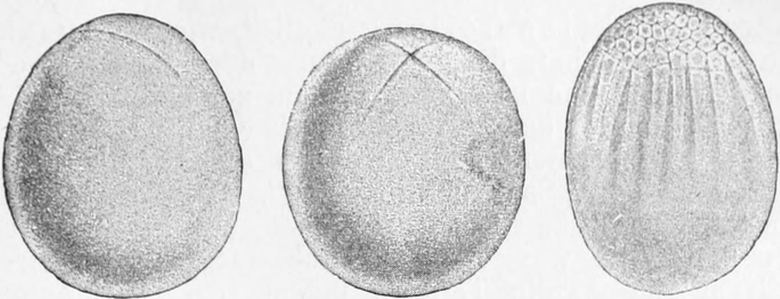 Cephalopoden-Ei; Furchung