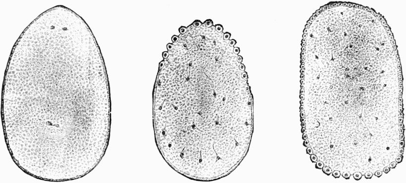Insekten-Ei; Furchung