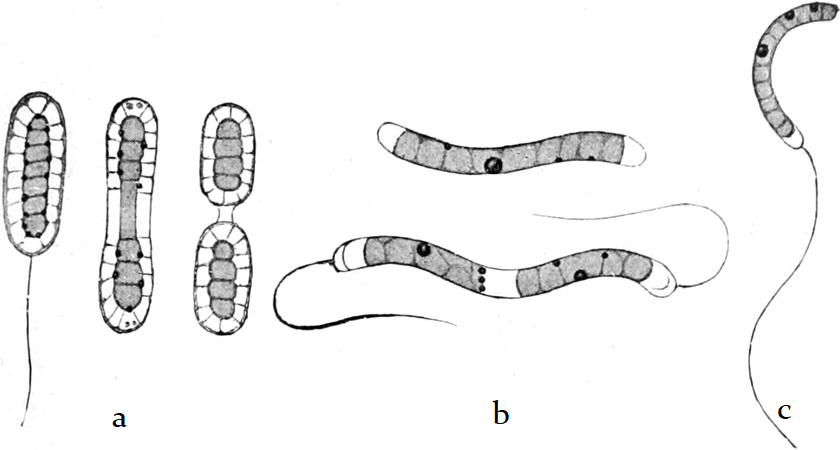 Mikroskopbild verschiedener Bakterien