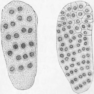 Vielzellenbildung beim Insekten-Ei