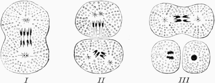 Bildung von Samenzellen beim   Pferdespulwurm