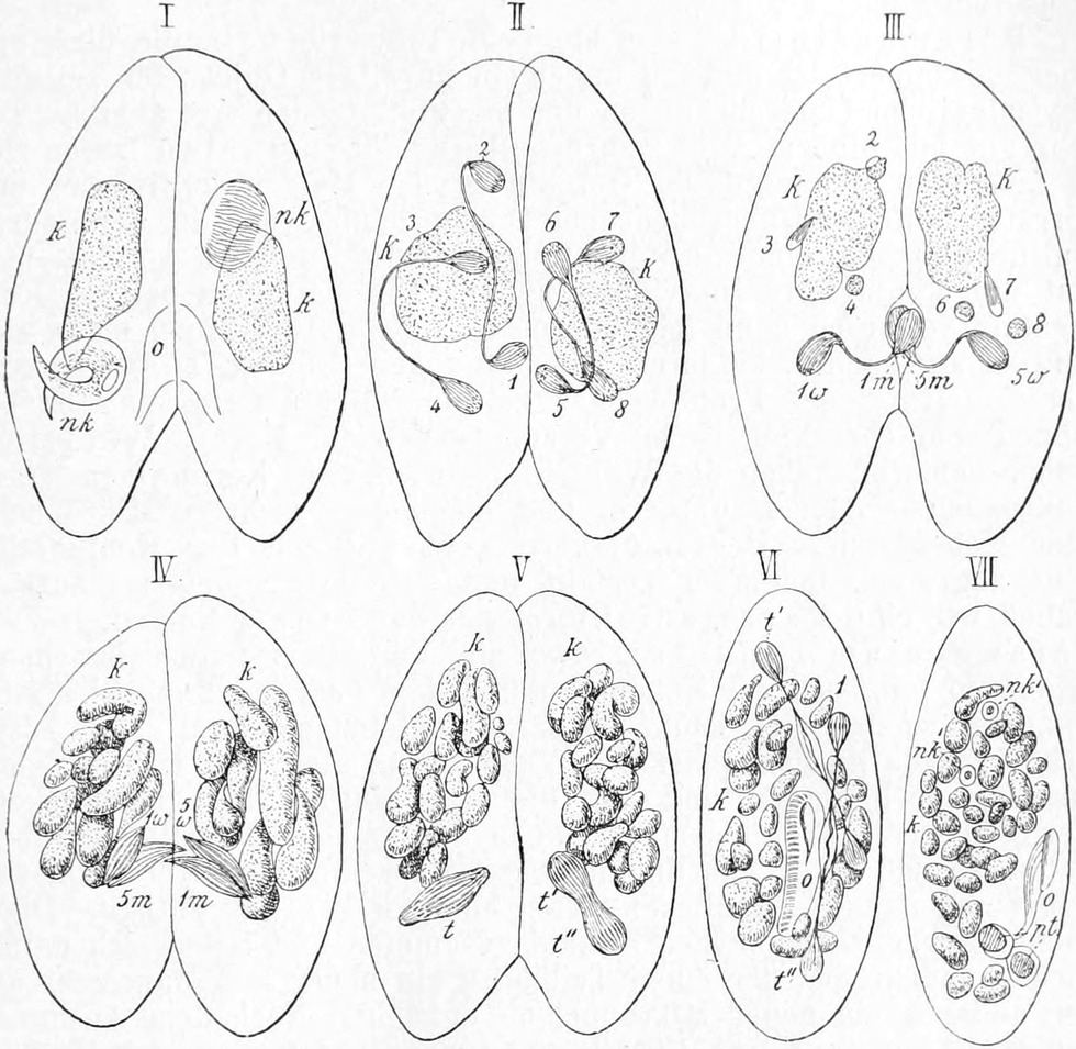 Konjugation beim Pantoffeltierchen