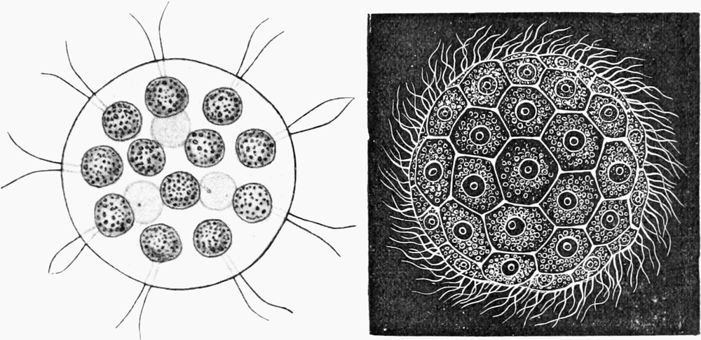 Beispiele für Vielzeller, aus   gleichen Zellen aufgebaut