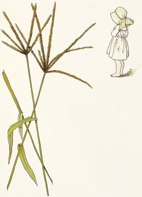 Girl stands looking away from a tall grass