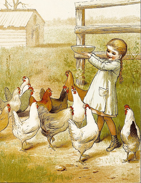 Feeding the chickens