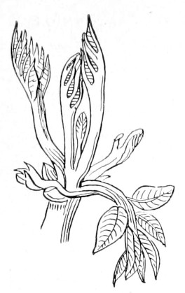 Fig. 159.—Expanding bud of English walnut, showing twice conduplicate vernation.