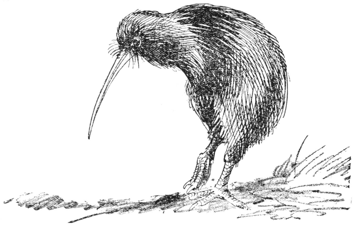 Kiwi bird