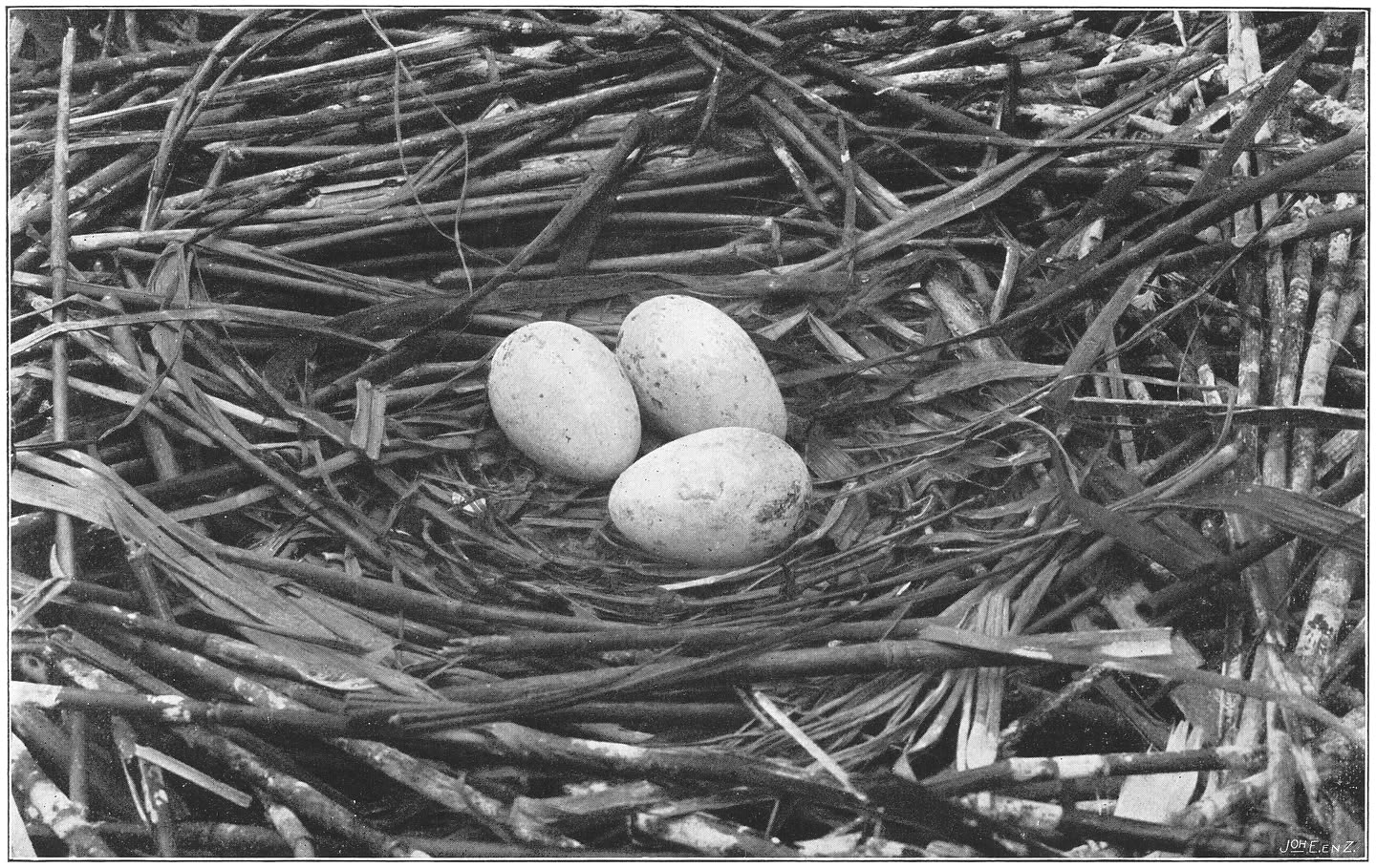 Nest met eieren van den Lepelaar. (Platalea leucorodia leucorodia.) (L.)