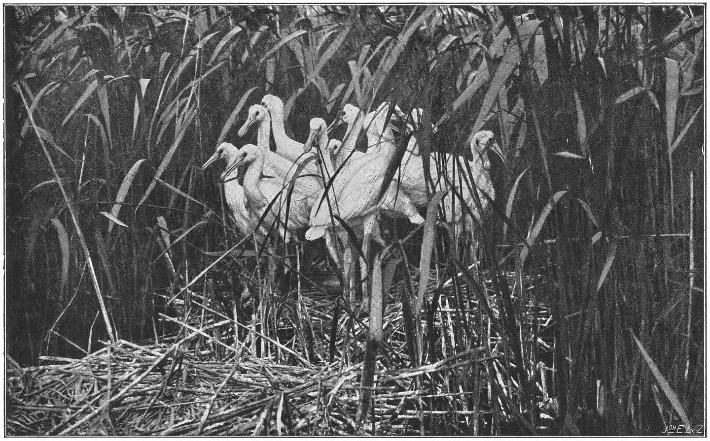 Jonge Lepelaars, de bevolking van drie nesten. (Platalea leucorodia leucorodia.) (L.)