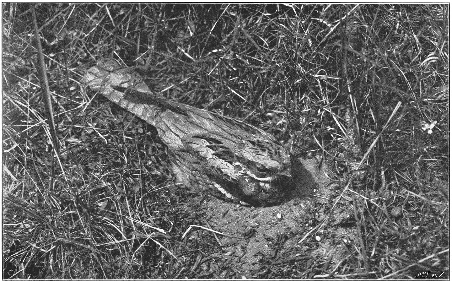 Broedende Geitenmelker of Nachtzwaluw. (Caprimulgus europaeus europaeus.) (L.)