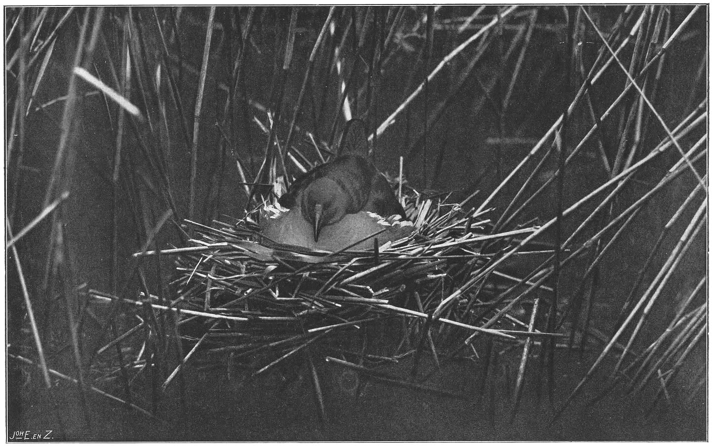 Broedend Waterhoentje. (Gallinula chloropus chloropus.) (L.)