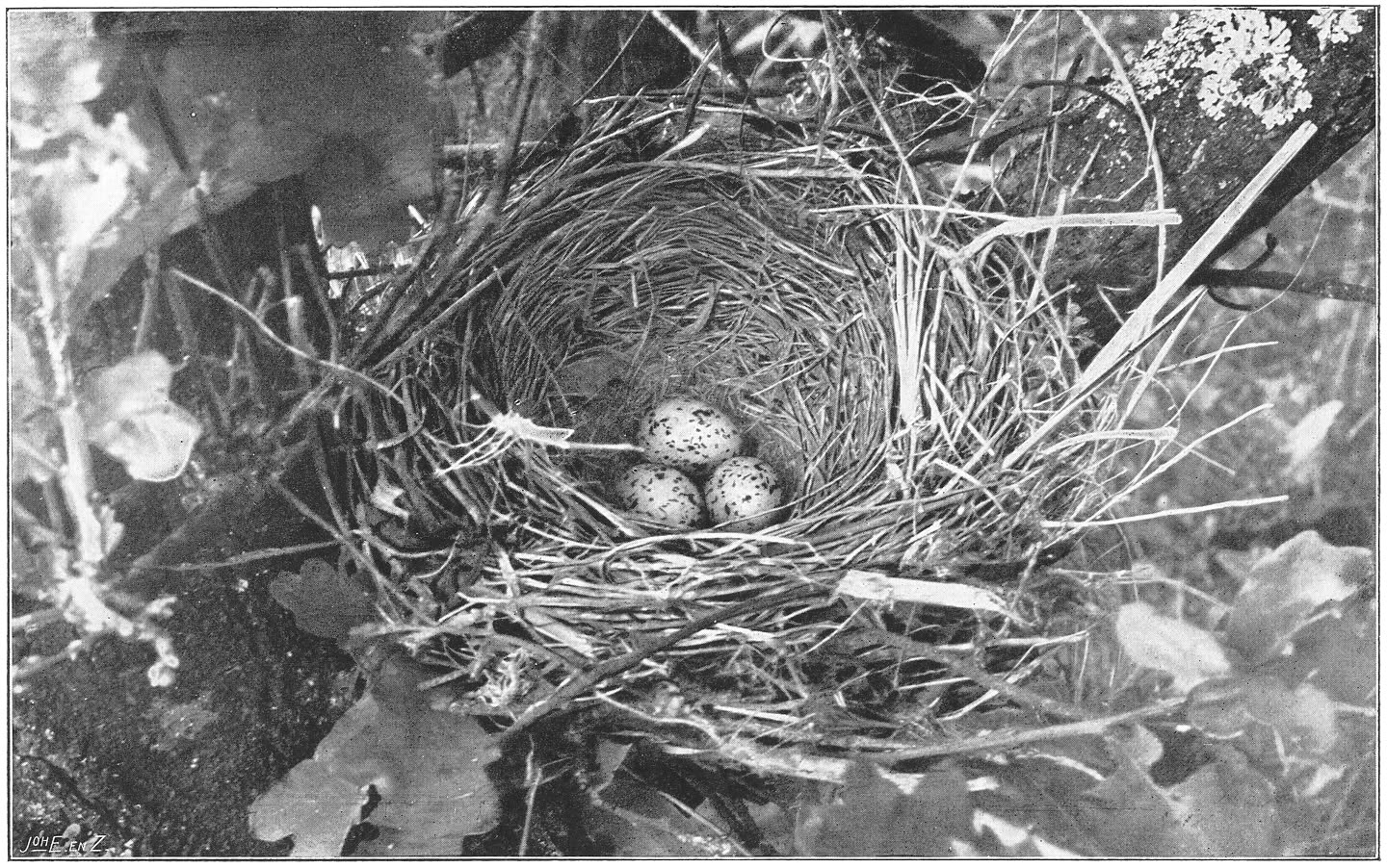 Nest en eieren van de Groote Lijster. (Turdus viscivorus viscivorus.) (L.)