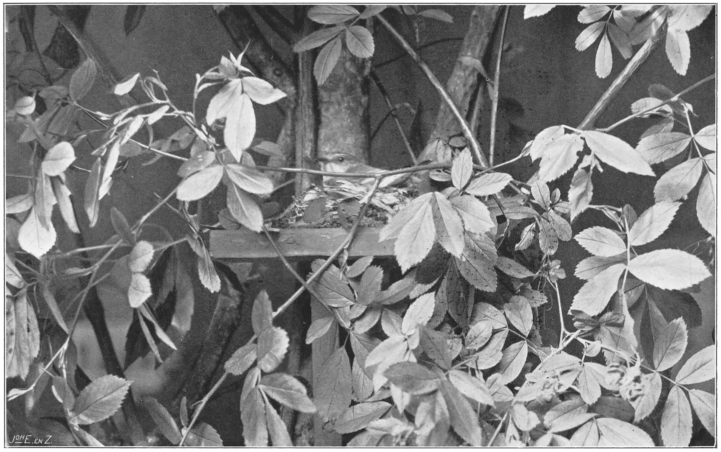 Broedende Grauwe Vliegenvanger. (Muscicapa striata striata.) (Pall.)