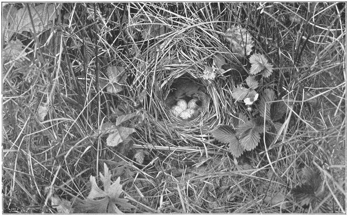 Nest en eieren van den Fitis. (Phylloscopus trochilus trochilus.) (L.)