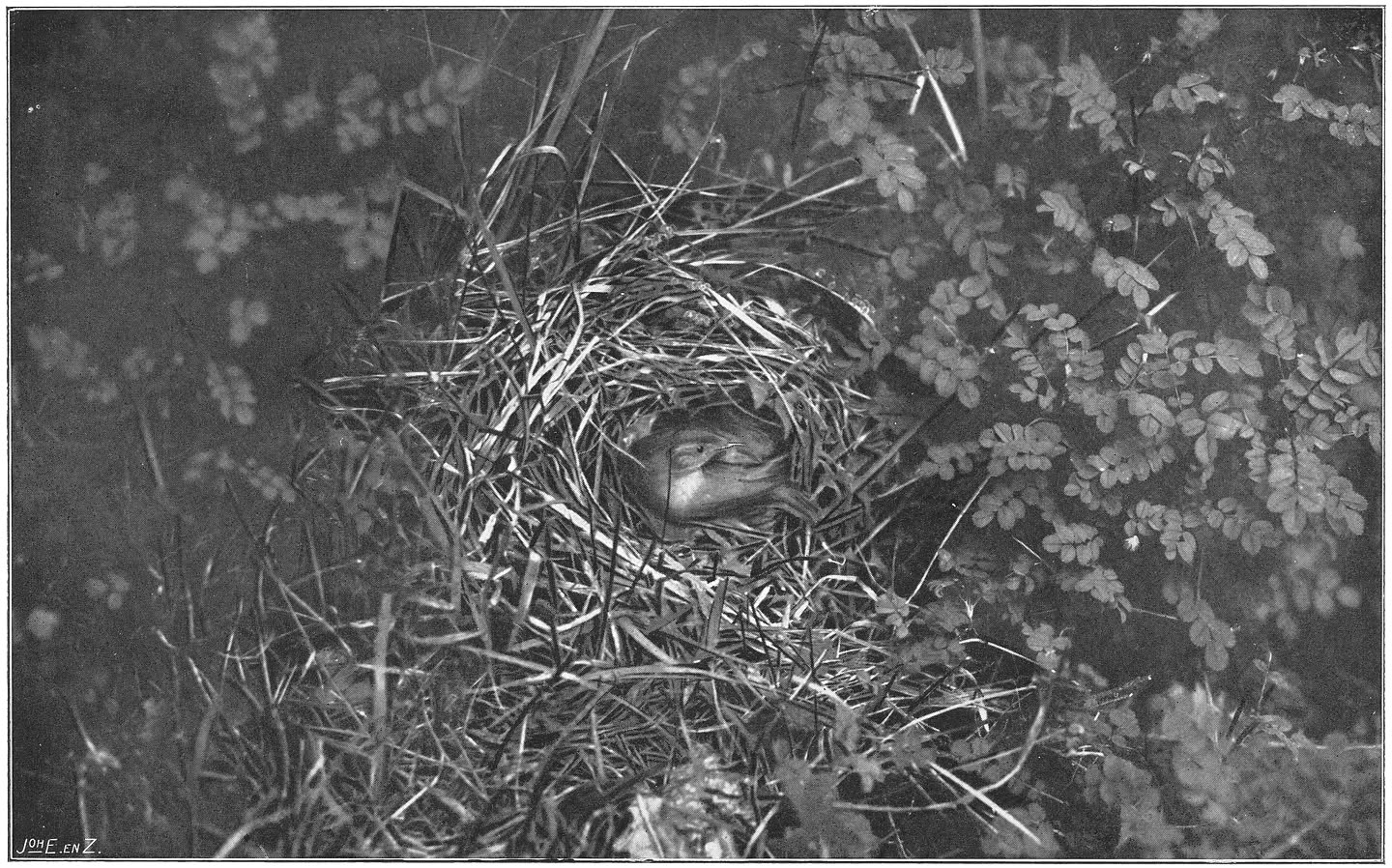 Fitis bij zijn nest. (Phylloscopus trochilus trochilus.) (L.)