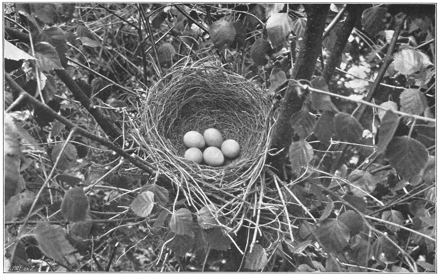 Nest en eieren van den Vlaamschen Gaai. (Garrulus glandarius glandarius.) (L.)