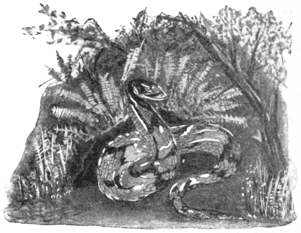 Half-tone black and white sketch of a snake curled in the grass with its head raised.