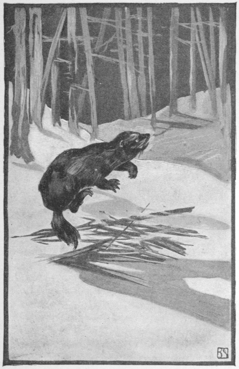 Half-tone black and white sketch of a wolverine in a woods. Snow covers the ground. The wolverine is jumping over a small pile of sticks in the snow.
