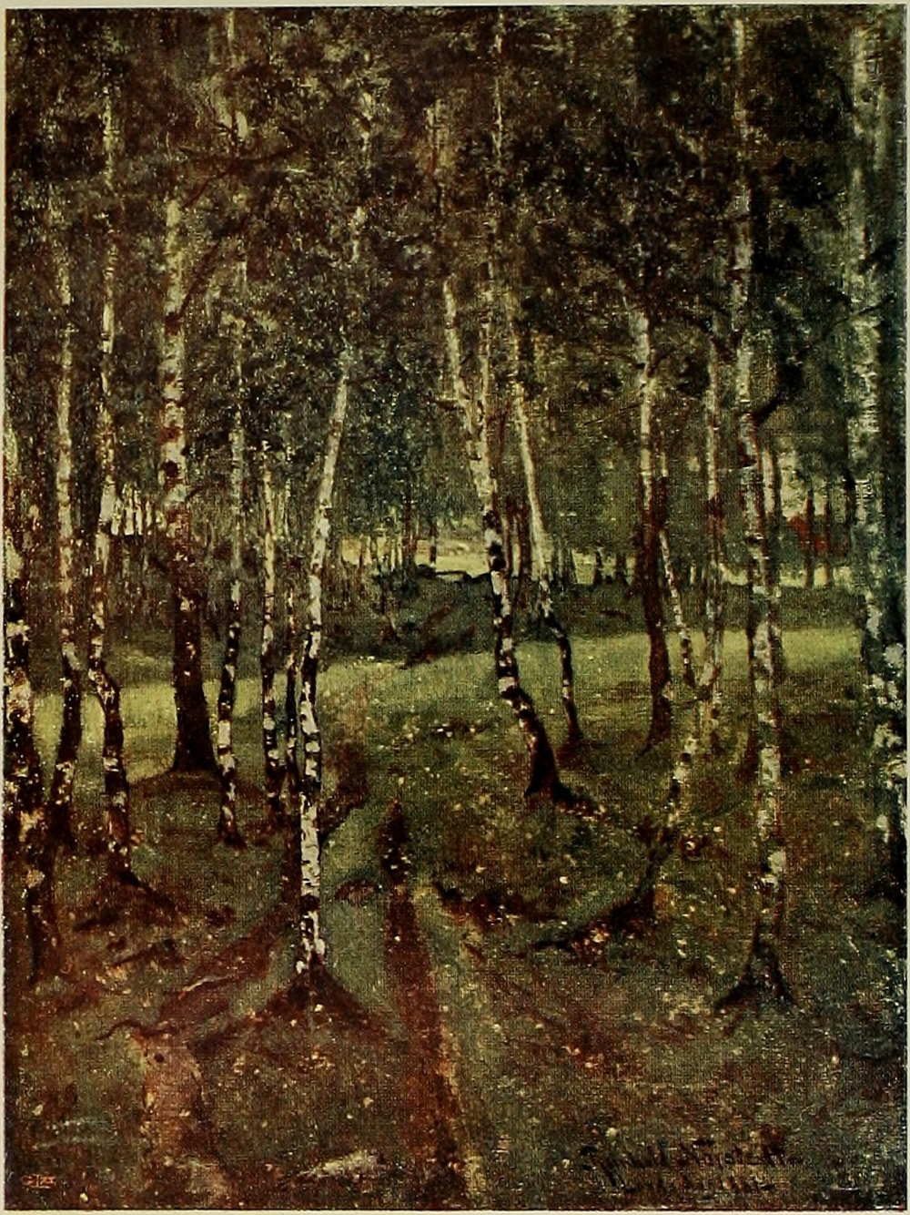 BIRCHES