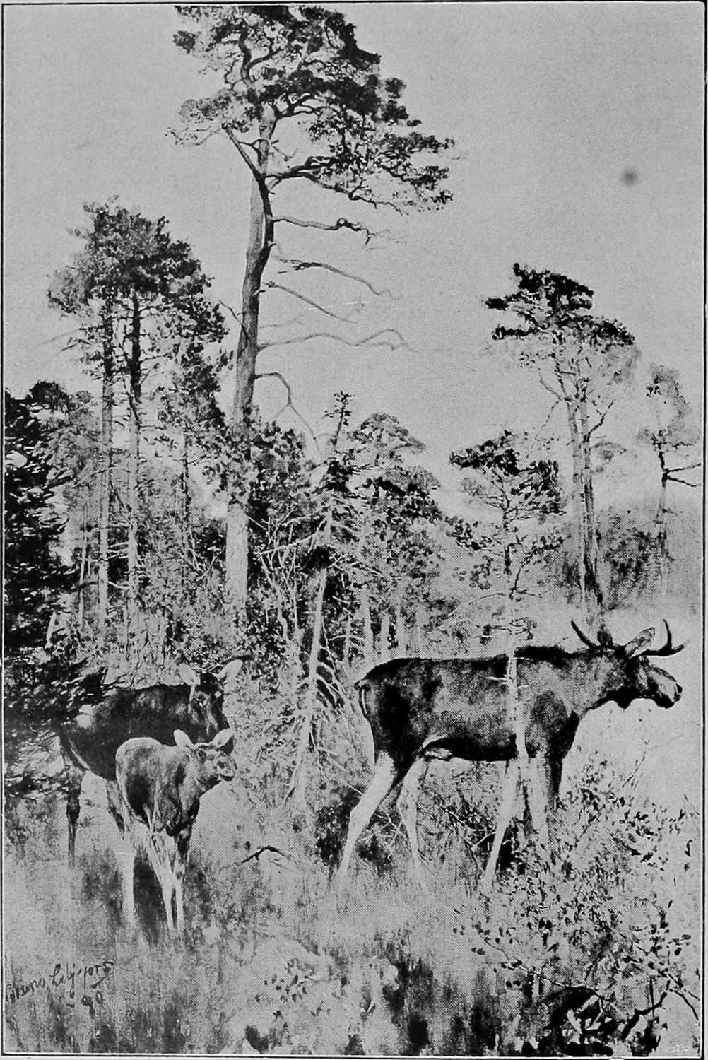 ELKS