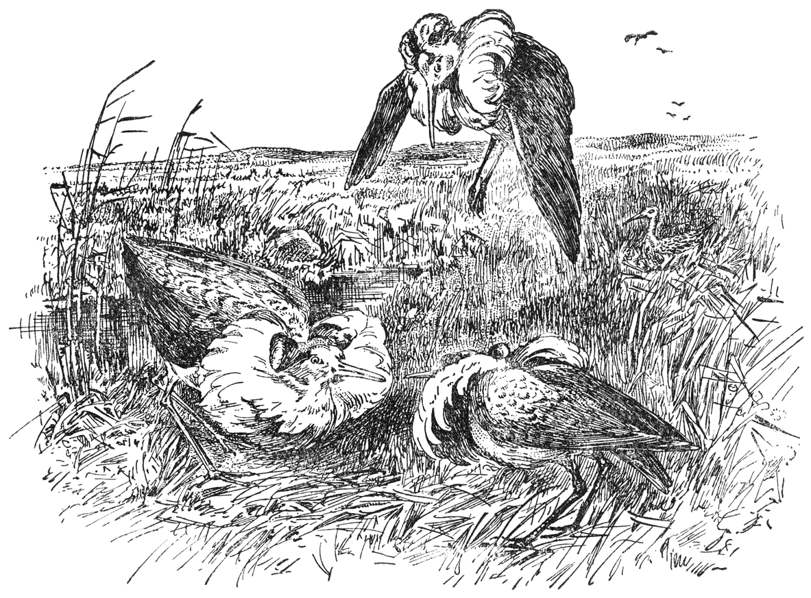 Vechtende kemphanen (Pavoncella pugnac).