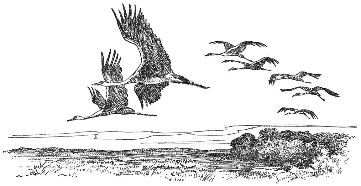 Trekkende Kraanvogels.