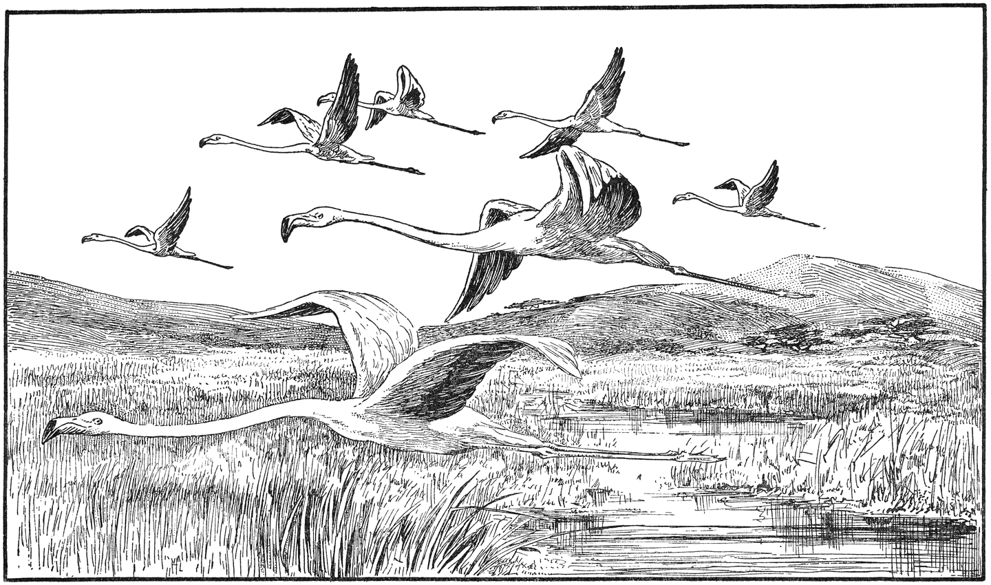 Vliegende flamingo’s.