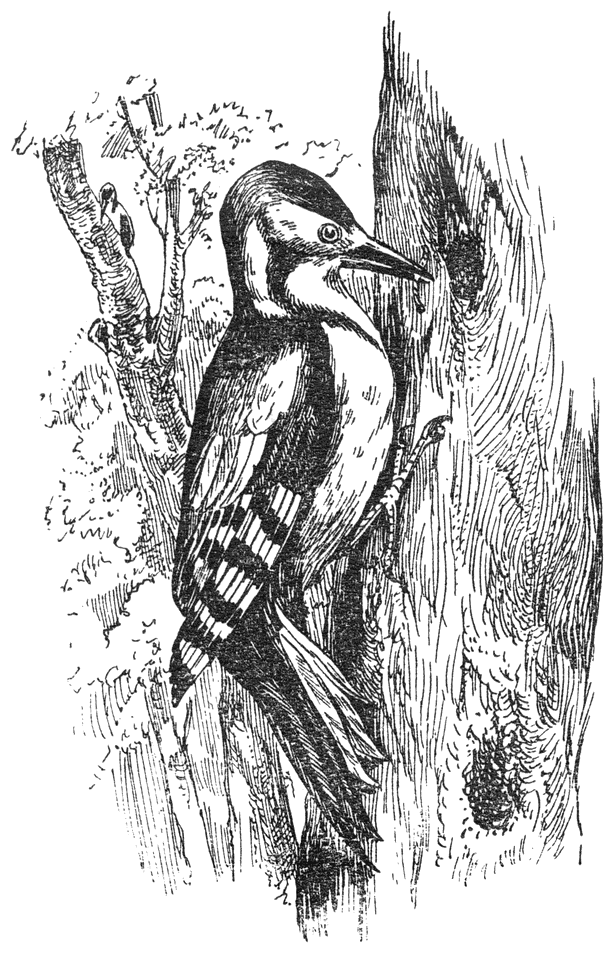 Bonte specht (Dendrocopus major).