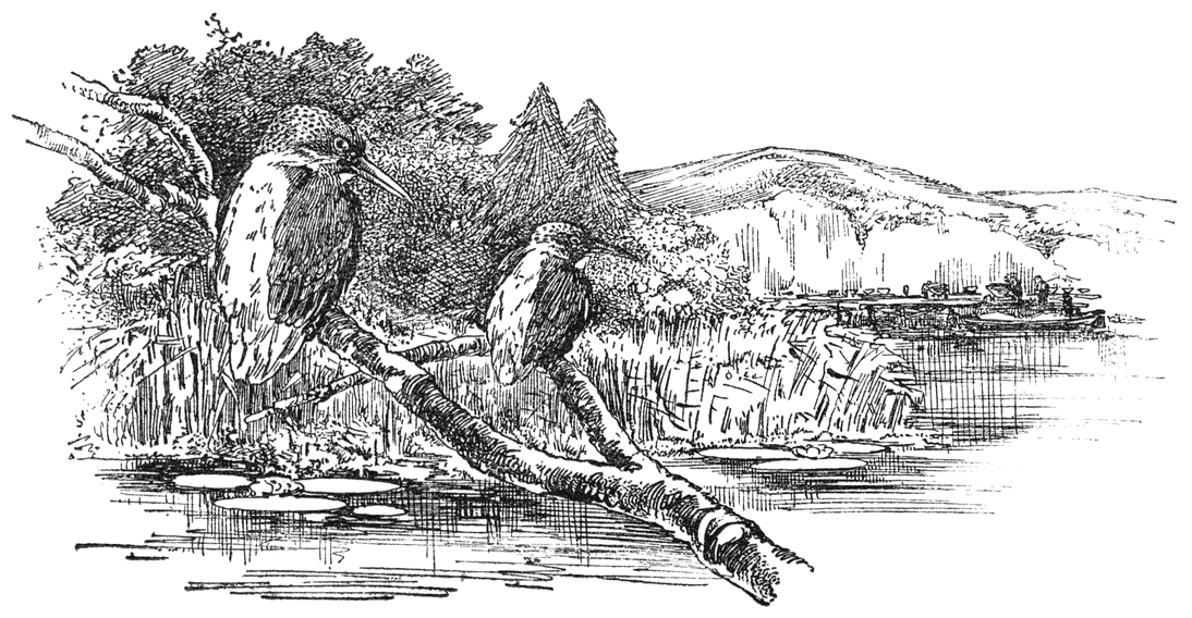 IJsvogeltje (Alcedo ispida).