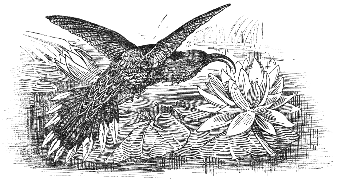 Adelaarsnavel kolibri (Eutoxeres aquila).