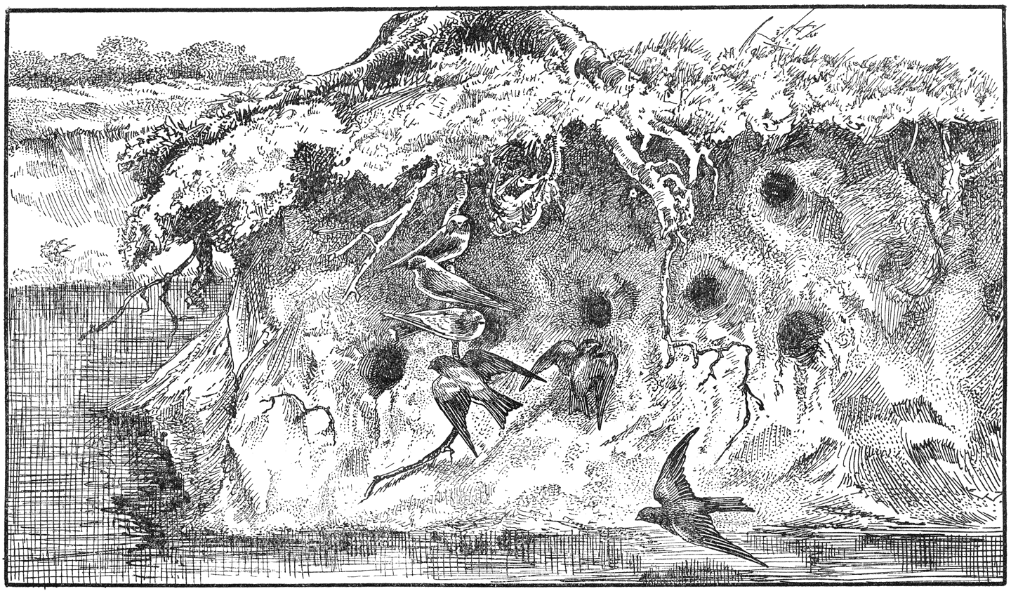 Oeverzwaluwen (Riparia riparia).
