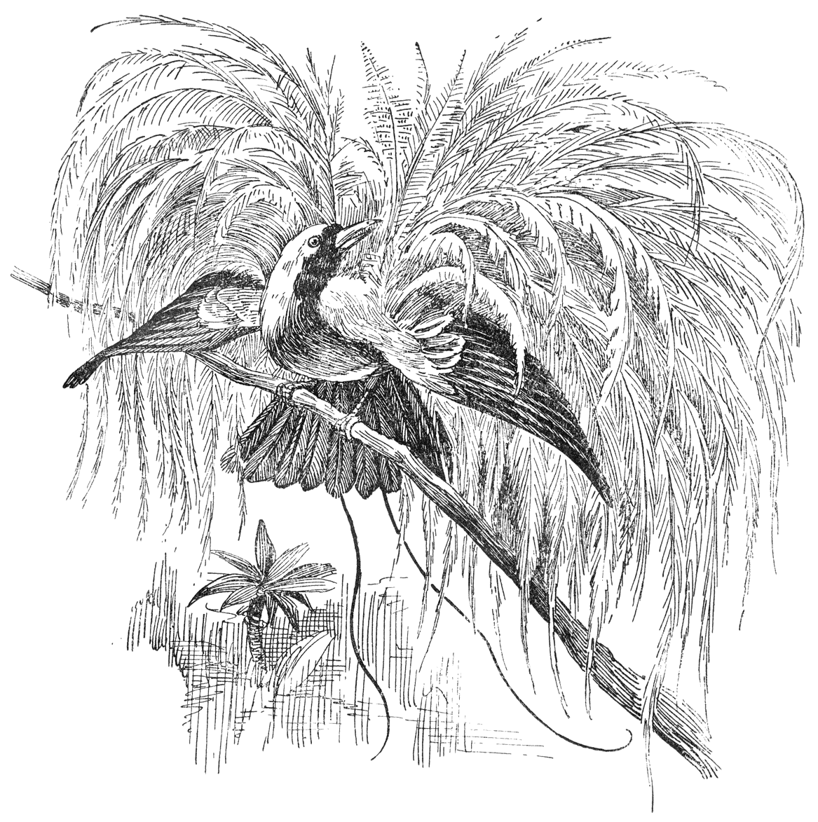 Paradijsvogel.