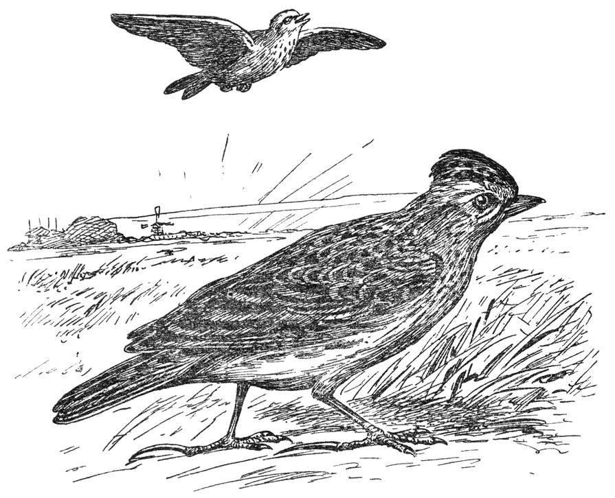 Leeuwerik.