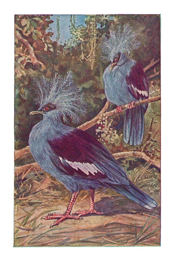 51