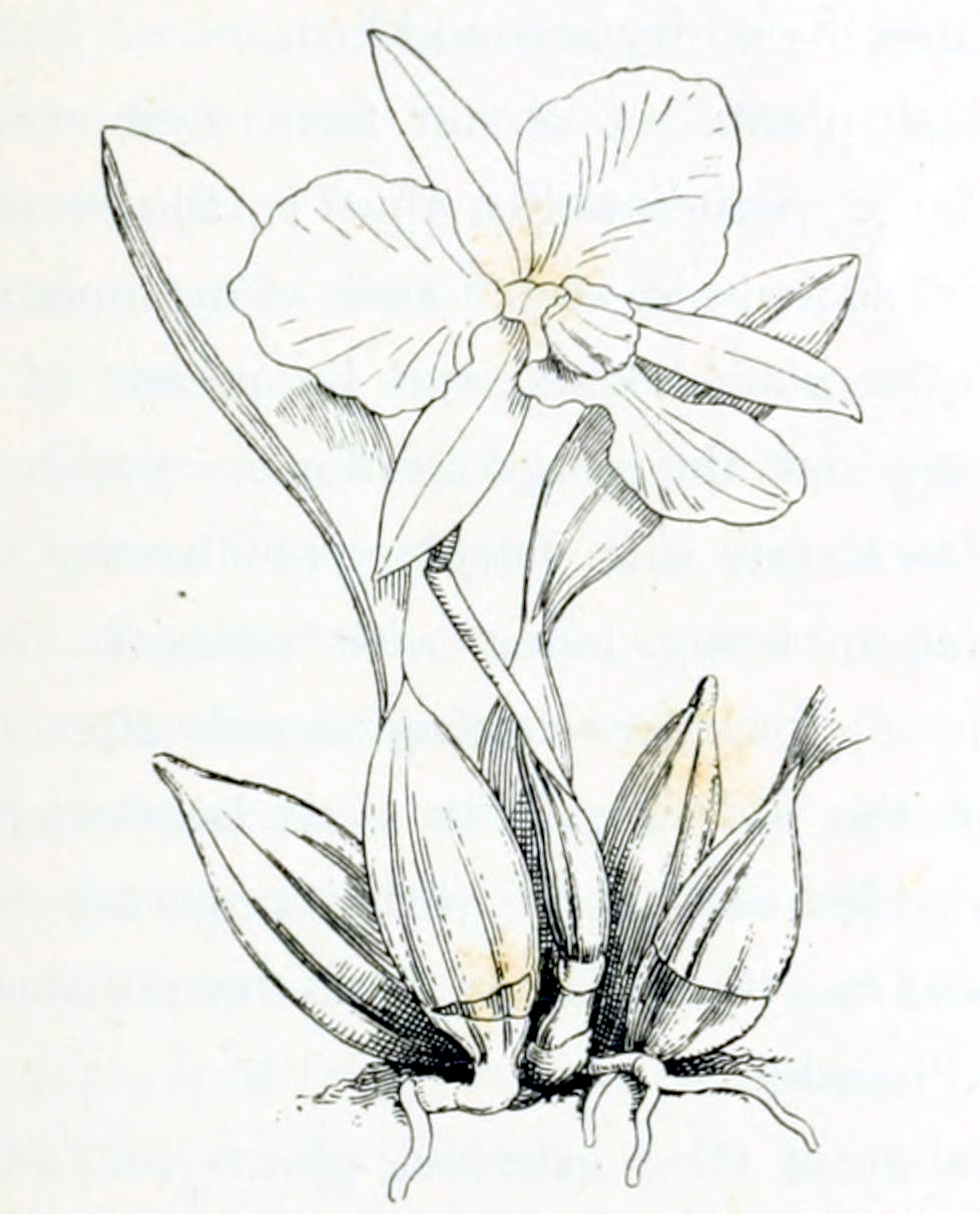 Plant with tuber formation directly above the roots. An oval-shaped leaf with smooth edges grows from a few tubers. The plant has 1 large flower with 6 petals