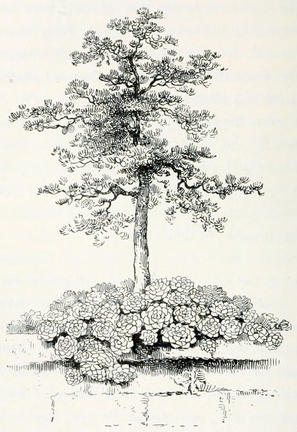 The top of a wall on which a group of rosette-shaped plants grows. Between those plants grows a small fir tree