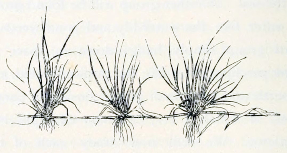 Three tufts of grass, sprouting from a stem that grows horizontally