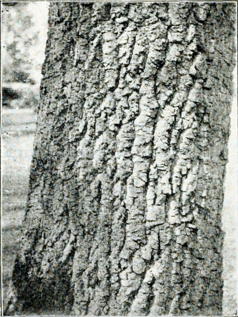 Photograph of part of a tree trunk, covered by rough bark.