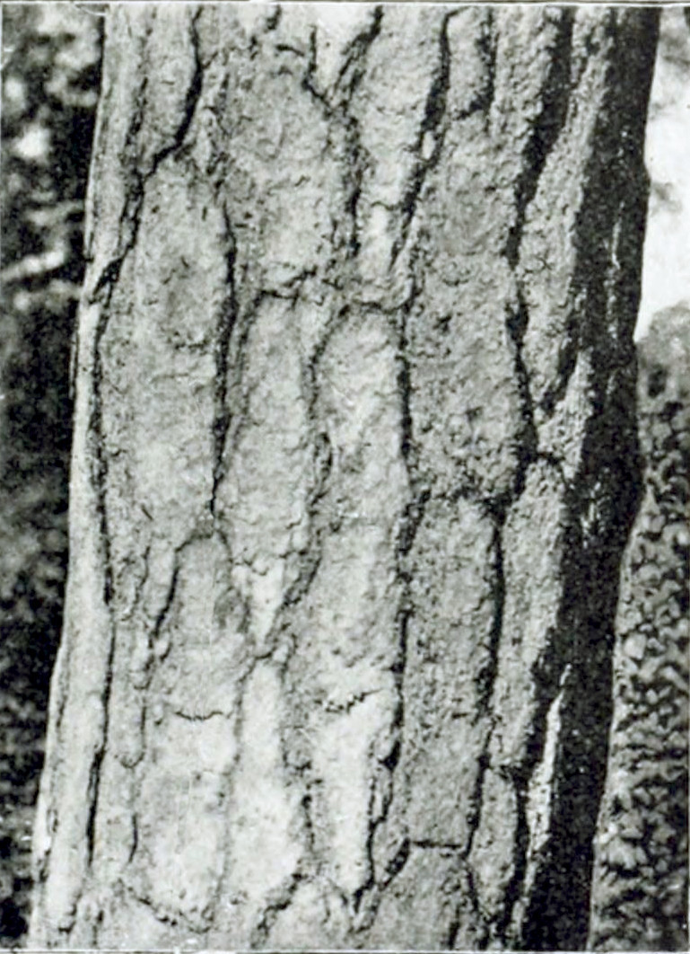 Photograph of part of a tree trunk, covered bu very rough bark, having deep grooves and some pellets that come loose.