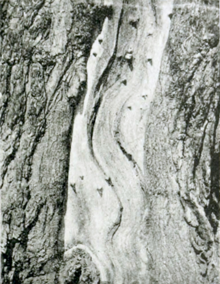 Photograph of part of a tree trunk where the bark is damaged, showing the wood underneath.