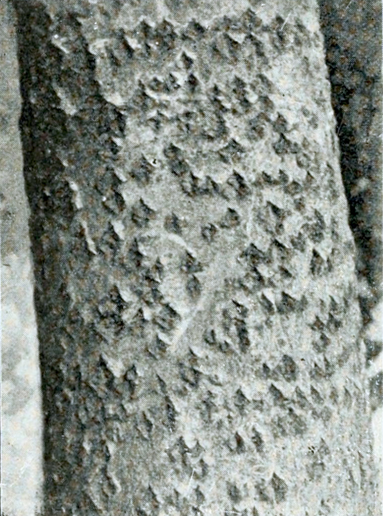 Photograph of part of a tree trunk with a smooth bark, containing many diamond-shaped darker patches.