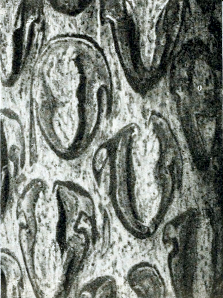 Photograph of part of a tree trunk covered with many oval an heart-shaped dark patches, close to one another.