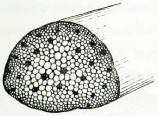 Cross section of a stem showing many white circles, that grow smaller to the periphery. Dispersed are some darker spots.