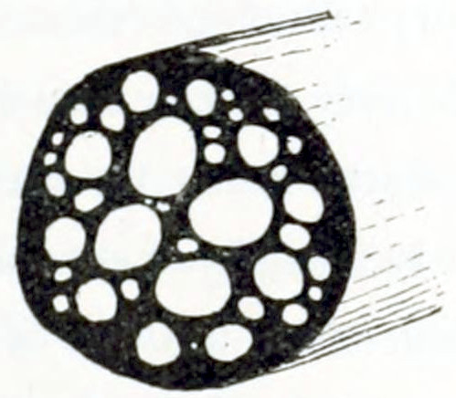 Cross section of a stem showing some large and several smaller white circles, in a compact dark matrix.