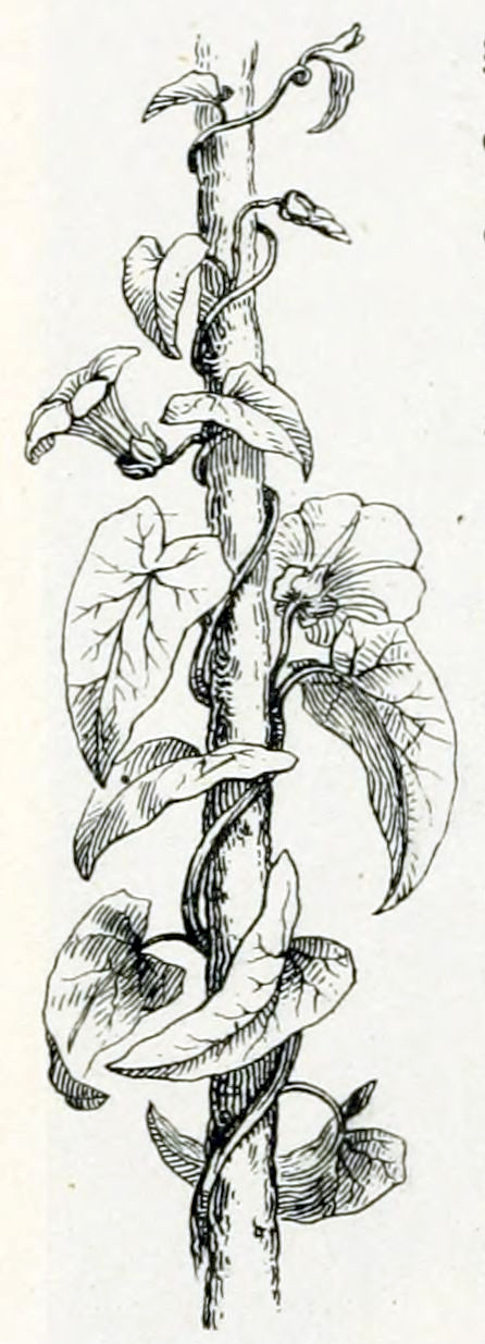 Stem or stick entwined by a thin stem from which heart-shaped leaved grow and some flowers. The leaves show their veins. The flowers are funnel-shaped and have some 5 or 6 petals.