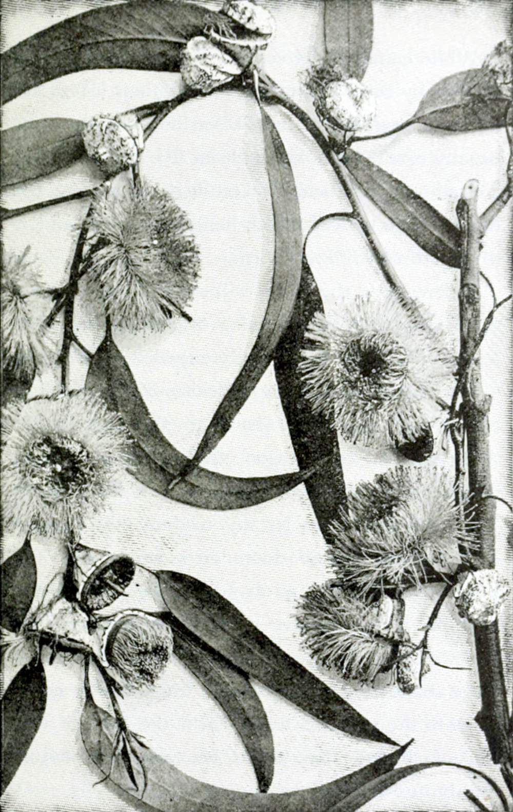 Photograph of a branch with leaves and flowers. The leaves are oval, elongated, with sharp tips. The flowers, some still in buds, some flowering, some finished already, have a round shape with a multitude of hairlike parts.