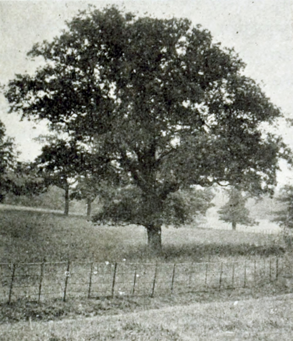 A large tree bearing leaves together with other ones in a fenced-off meadow.