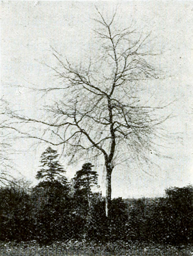 A bare tree, standing amidst some shrubs. In the background some fir trees.