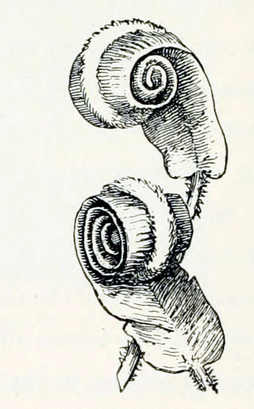 Two leaves rolled-up lengthwise, each yielding a short cylinder, perpendicular to the stalk.