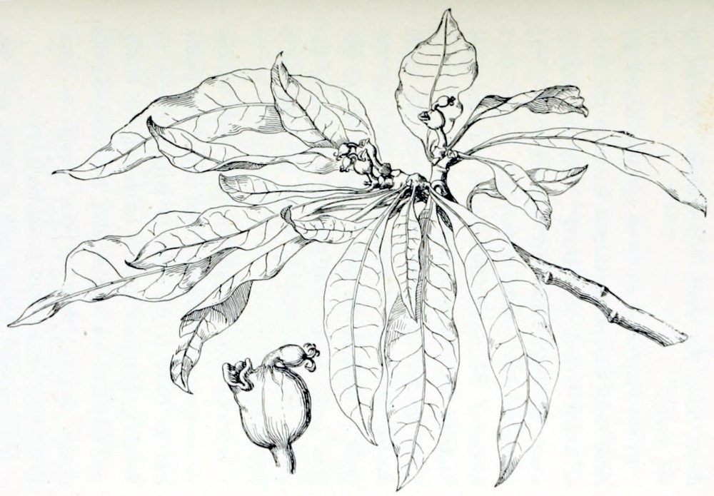 A tree branch with some 20 leaves, all growing from the end. The leaves are elongated, oval, with sharp tips. From the end of the branch some flowers grow. In detail a flower consists of a bulbous form with a lip-like structure. At the top of the bulb grows a bud from which curly threads appear.